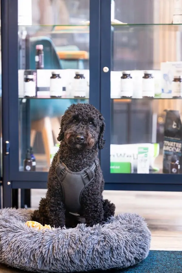 Bodhi, the clinic dog